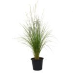 Pennisetum Setaceum