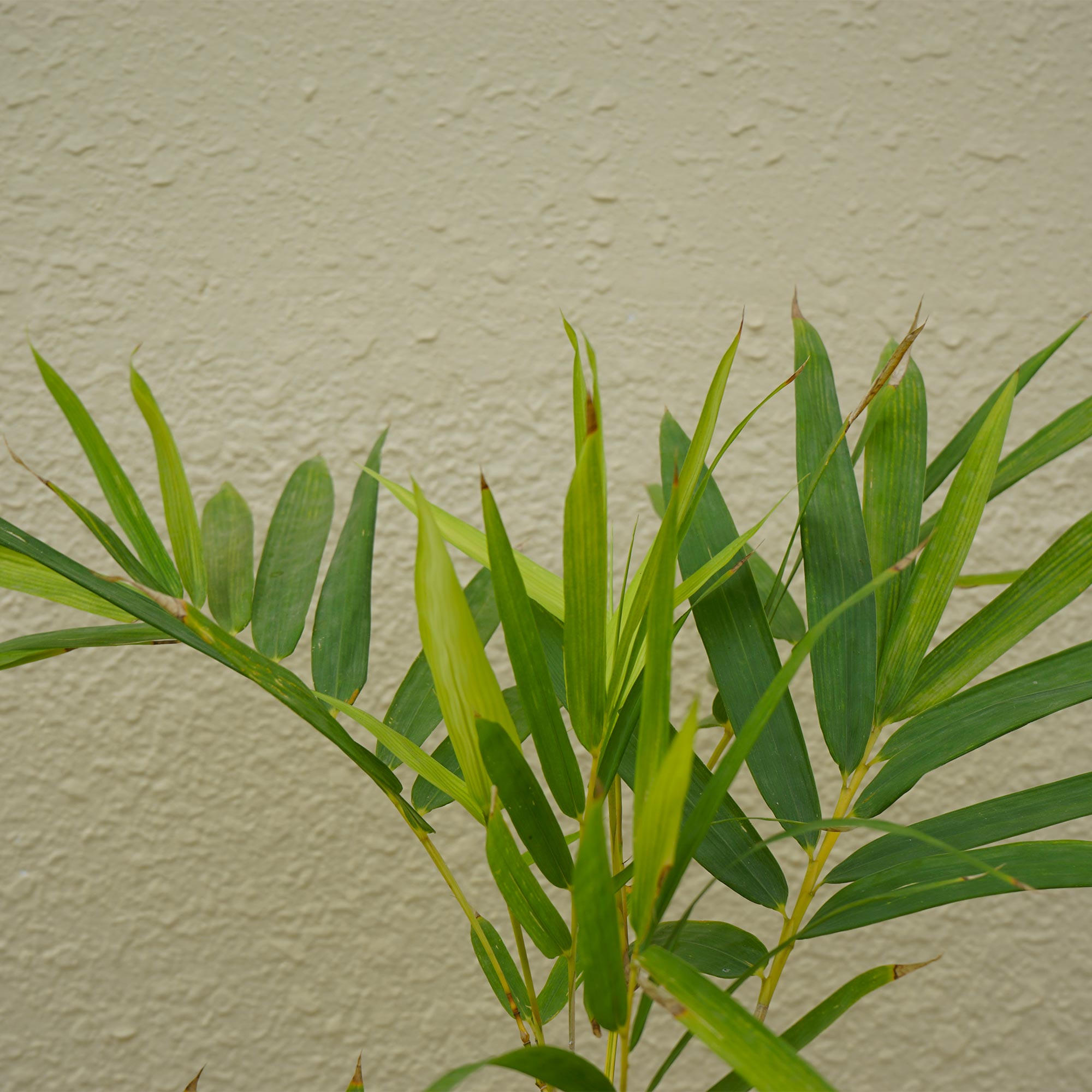 Bambusa Multiplex - Image 2