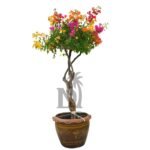 Bougainvillea Grafted