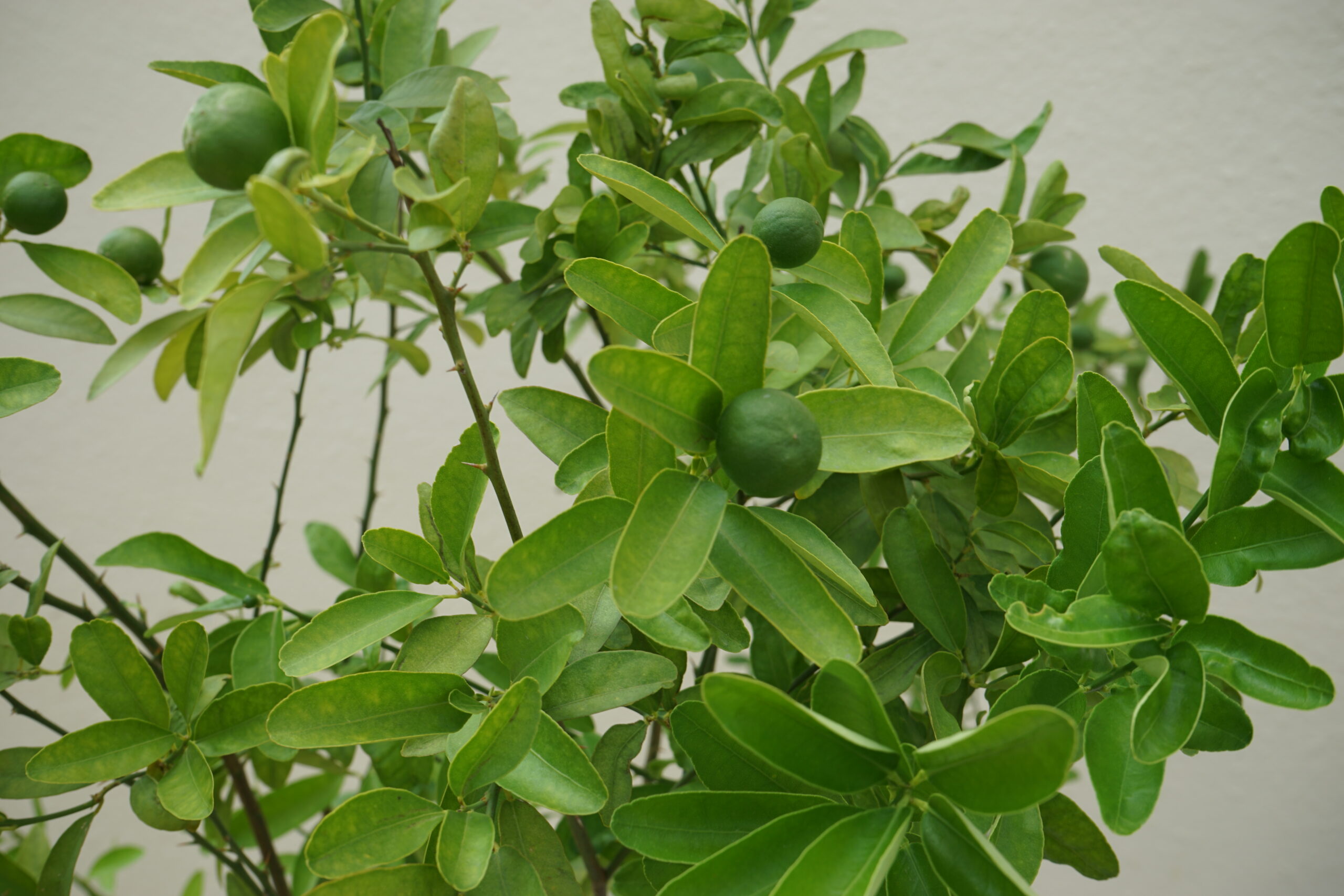 Citrus Bin Zaheer - Image 2