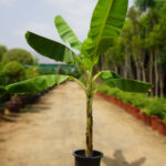 Banana Musa Paradisiaca