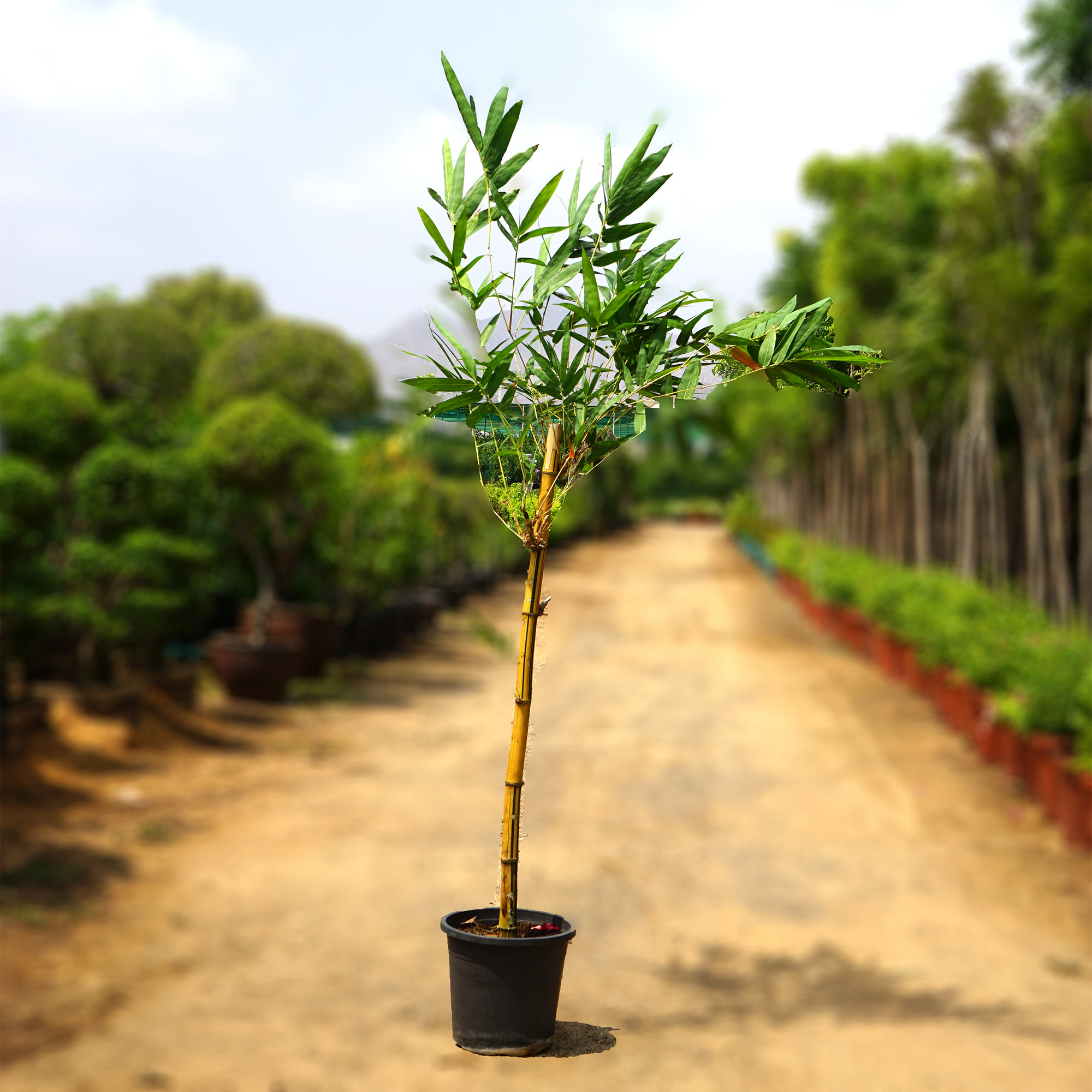 Bambusa Multiplex - Image 3