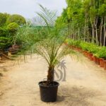 Phoenix Roebelenii