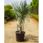 Bismarckia Nobilis