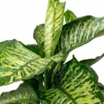 Dieffenbachia Maroba - Dumb Cane (Dieffenbachia)