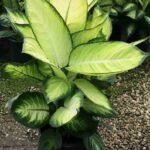 Dieffenbachia Tropic Marianne (Dieffenbachia)