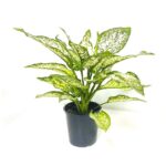 Dieffenbachia White Etna China
