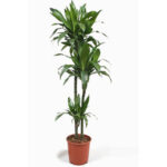 Dracaena Janet Craig