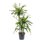 Dracaena Rikki – Dragon Tree