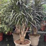 Dracaena Marginata Red Branched