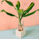 Dracaena Stripe Cubo (PS Decor)