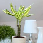 Dracaena Yellow Coast Small (Dracaena)