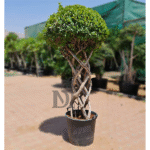 Ficus Cage (Cylinderical)