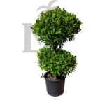Ficus Steps – One/Two/Three/Four Step