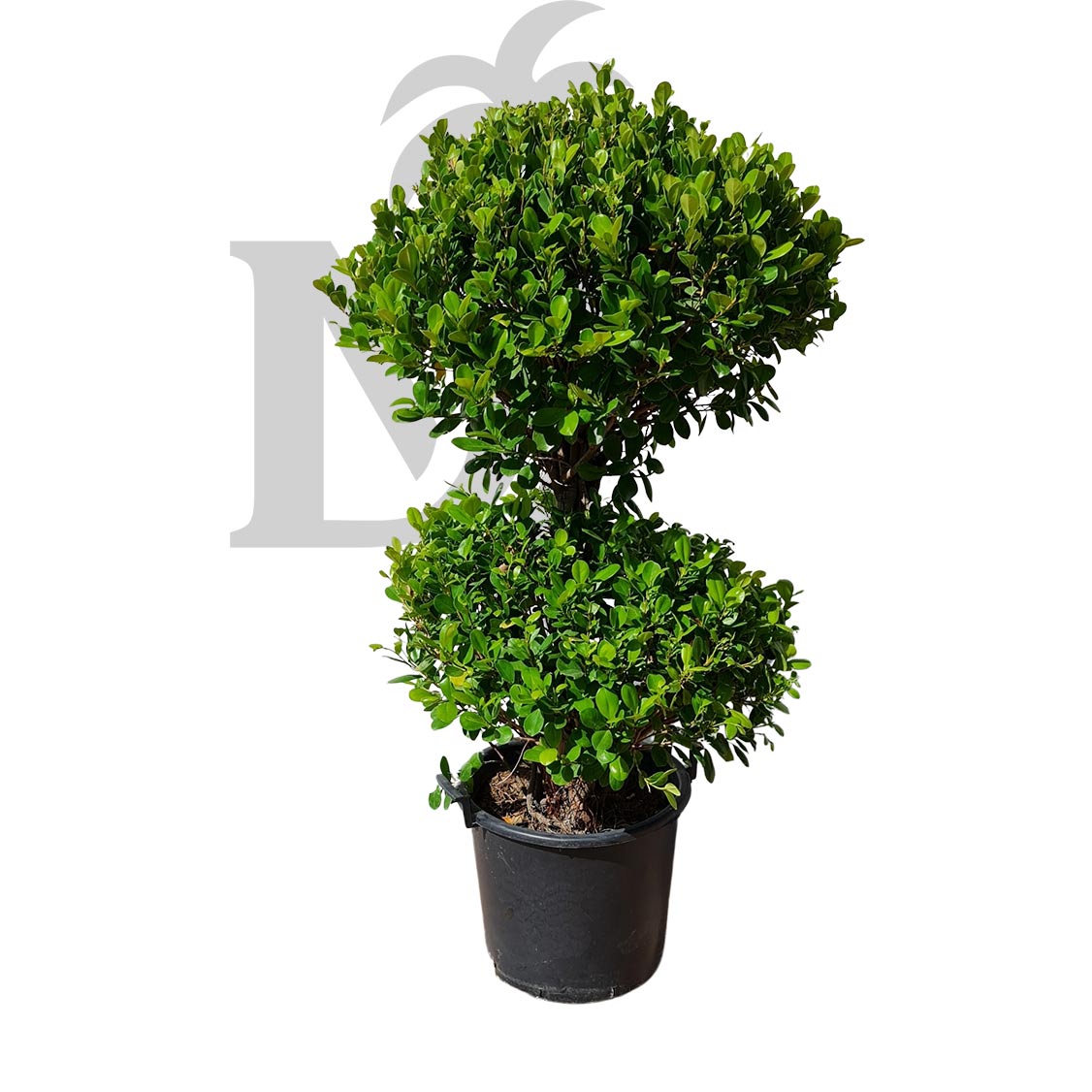 Ficus Steps – One/Two/Three/Four Step