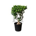 Bonsai Ginseng