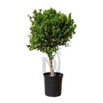 Ficus Single Head Nitida (Miniature)