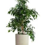 Ficus Benjamina Holland (Ficus Benjamina Midnight Lady)