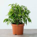 Ficus Benjamina Dwarf (Ficus Benjamina Midnight Lady)