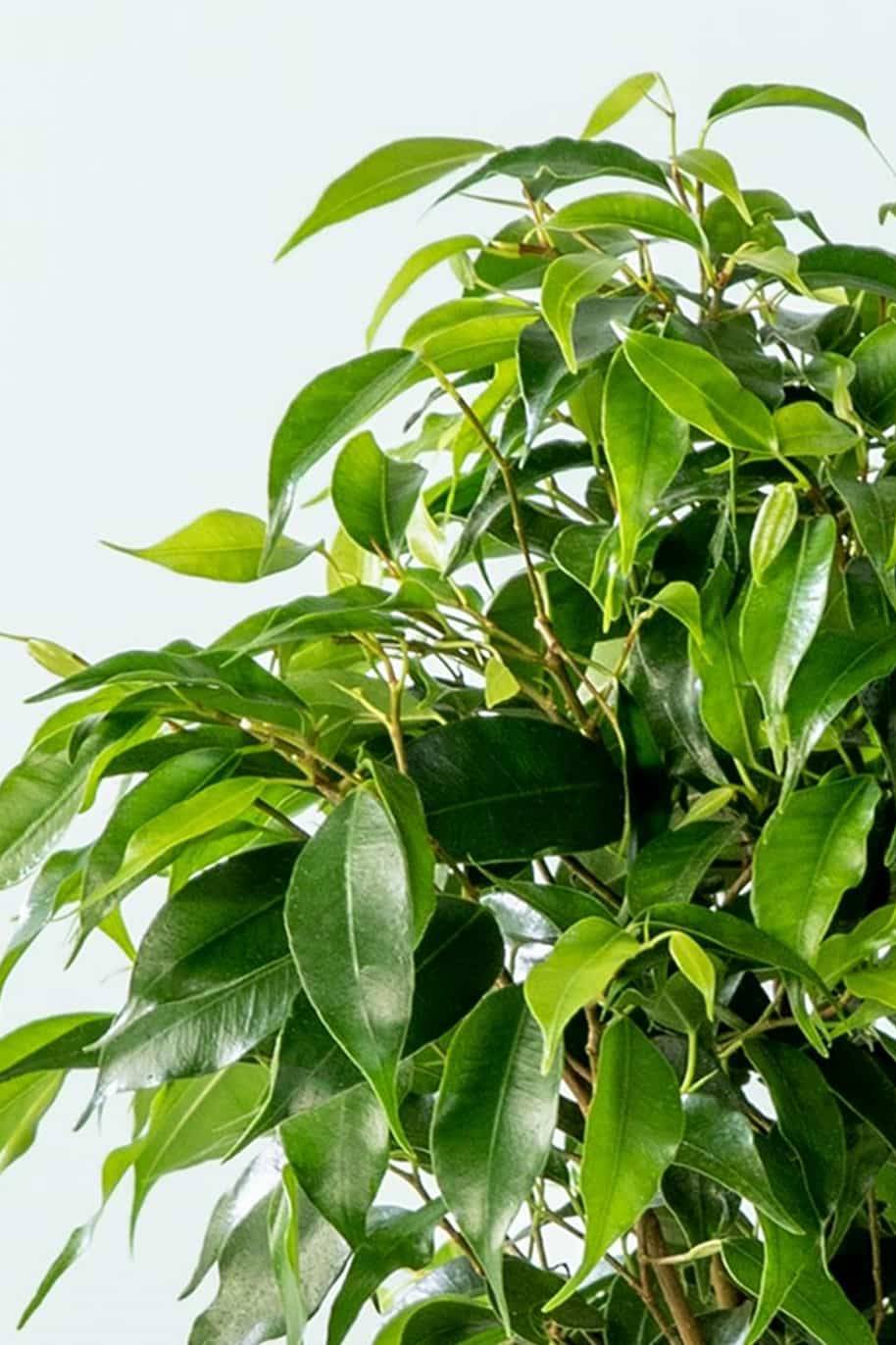 Ficus Benjamina Dwarf (Ficus Benjamina Midnight Lady) - Image 2