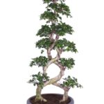 Ficus Bonsai 8 Shape