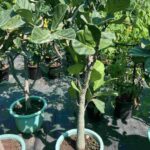 Ficus Lyrata Branched China (Ficus Lyrata Branch)