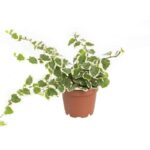 Creeping Fig Mini (Ficus Pumila)