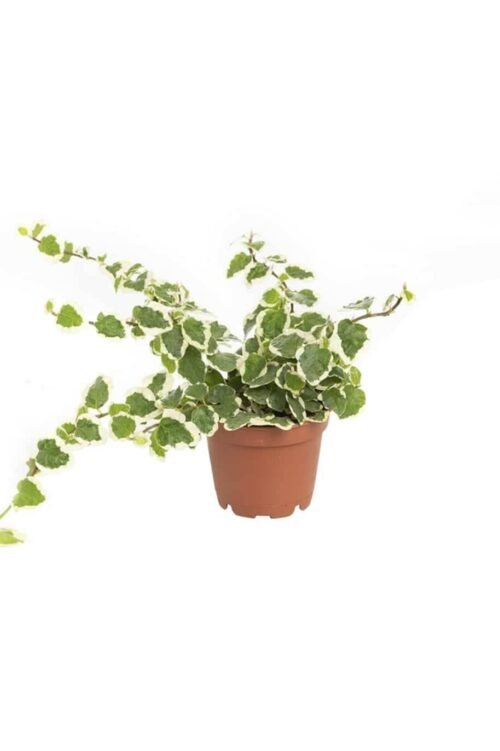 Creeping Fig Mini (Ficus Pumila) - Hadiqa Tul Arab Landscape