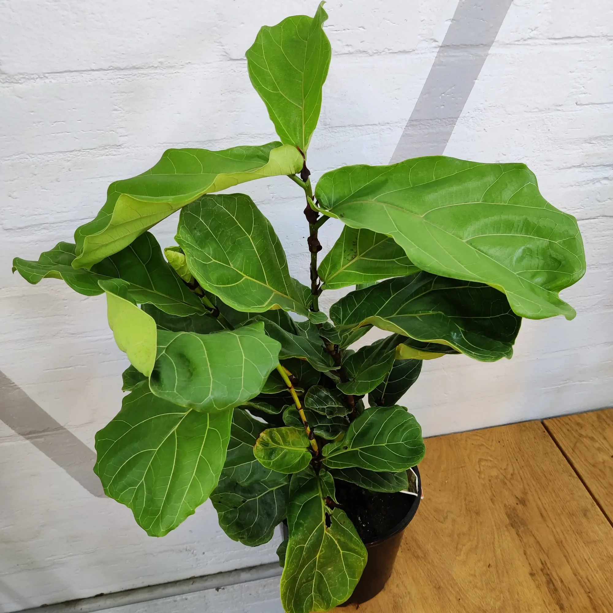 Fiddle-leaf Fig (Ficus Lyrata) - Image 2