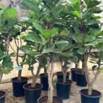 Fiddle Leaf Fig Branched (Ficus Lyrata Branch)