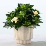 Gardenia Indoor (Gardenia Jasminoides)