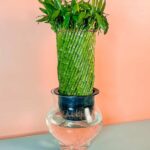 Giant Twisted Lucky Bamboo Self Watering (Dracaena Braunii)