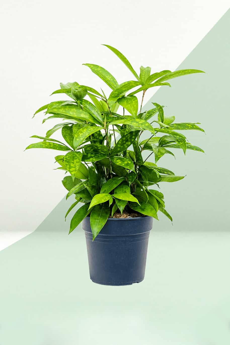 Gold Dust Dracaena (Dracaena Surculosa Maculata)