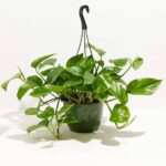 Golden Pothos Hanging (Pothos)