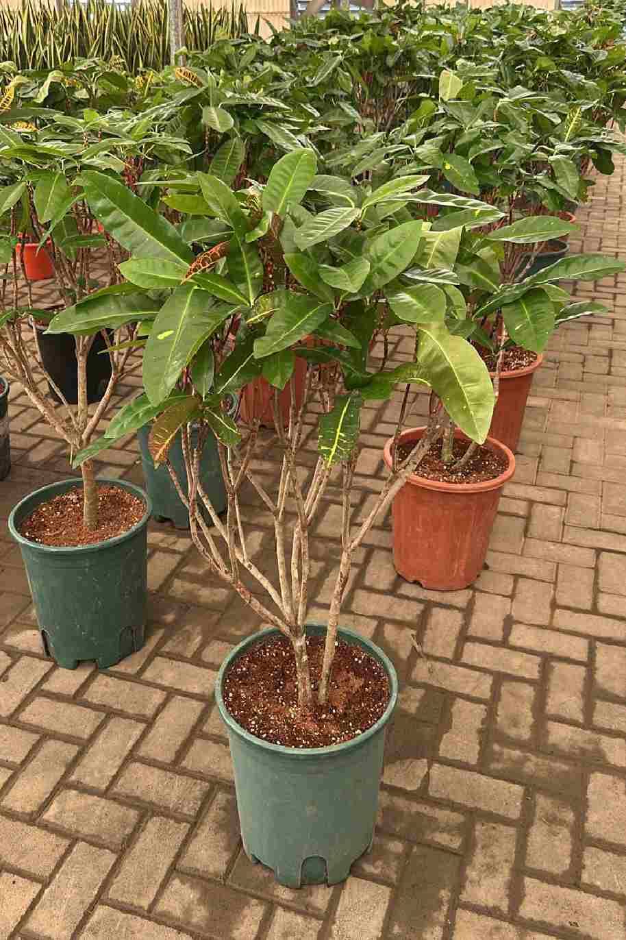 Green Croton Oasis (Codiuem)