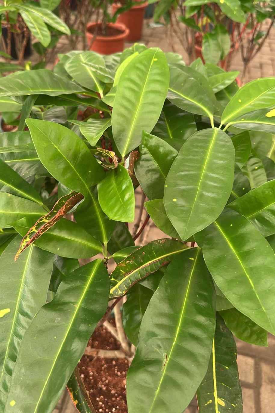 Green Croton Oasis (Codiuem) - Image 3