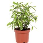 Green Kinky Dwarf (Ficus Benjamina Starlight)