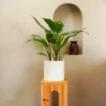 Aglaonema Silver Queen (Aglaonema Commutatum)