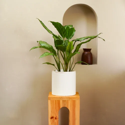 Aglaonema Silver Queen (Aglaonema Commutatum)