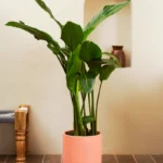 Bird Of Paradise (Strelitzia Reginae)