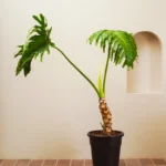 Tree Philodendron (Philodendron selloum)