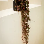 String of Hearts (Ceropegia woodii)