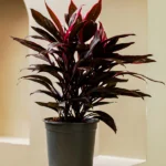 Cordyline (Cordyline fruticosa)