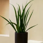 Sanseveria Ogun (Sansevieria)