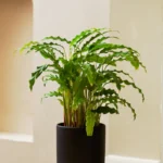 Calathea Bluegrass (Calathea rufibarba 'Blue Grass')