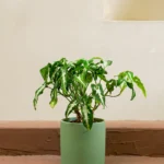 Silver Arrowhead (Syngonium wendlandii)