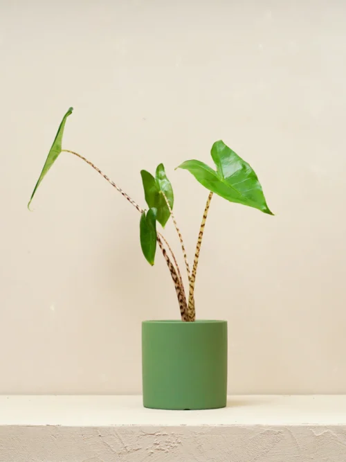Alocasia Zebrina (Alocasia zebrina) - Image 3