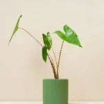 Alocasia Zebrina (Alocasia zebrina)