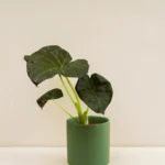 Alocasia Regal Shield (Alocasia 'Regal Shield')