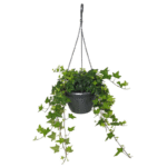 Hedera – English Ivy